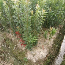 杨梅树30~50cm