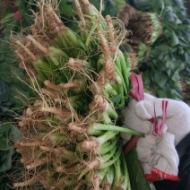 菠菜20~25厘米