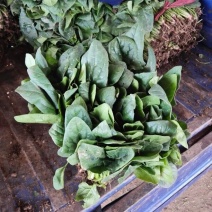 黑叶菠菜10~15厘米