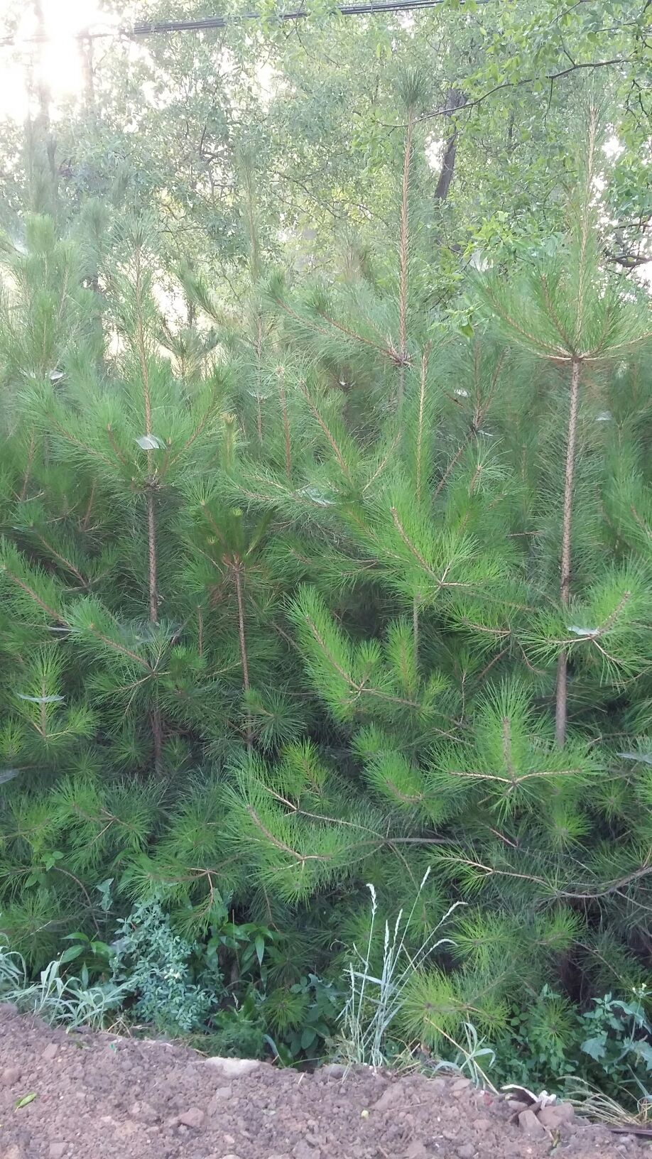 黑皮油松,黑皮冰,黑皮(第10页)_大山谷图库