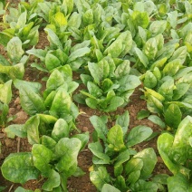 全能菠菜15~20厘米