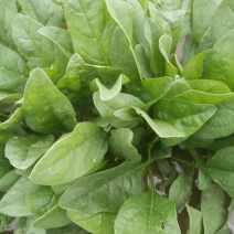 大叶菠菜15~20厘米