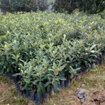 枇杷树苗30~50cm