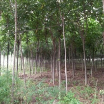 黄山栾树8~10cm6~8cm2.5~3米