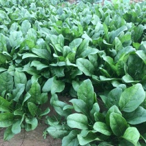 黑叶菠菜15~20厘米