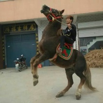 半血马