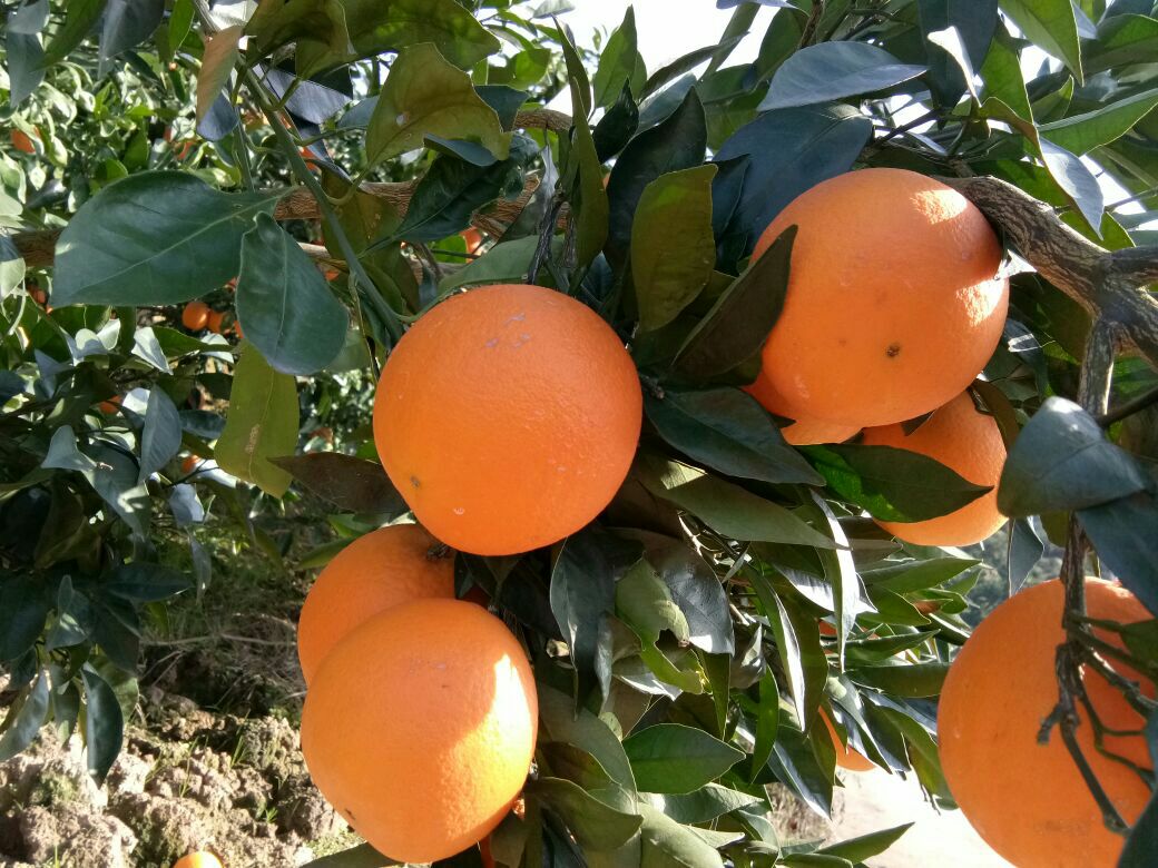 农户采摘红心脐橙场景