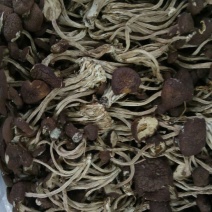 茶树菇10cm