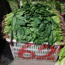 名门菠菜10~15厘米