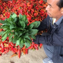 大叶菠菜