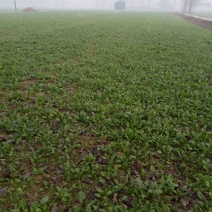 越冬菠菜20~25厘米