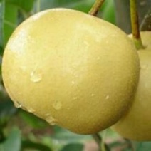 皇冠梨250~300g纸箱