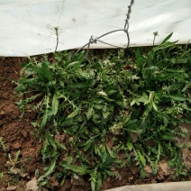 荠菜5~10cm