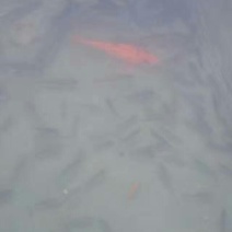 池鲤鱼食用1~2公斤