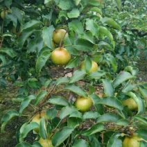 苹果梨200~250g光果
