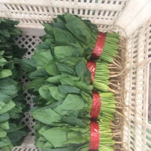 大叶菠菜