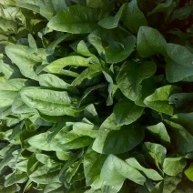 名门菠菜25~30厘米