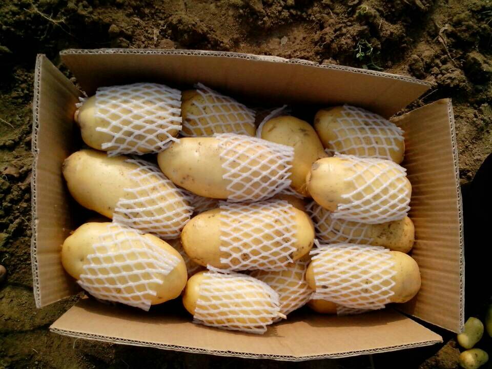 农产品供应大厅_农产品批发商-一亩田农业网_专业的农产品信息商务