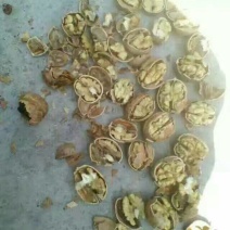 薄皮核桃30mm以上去皮干