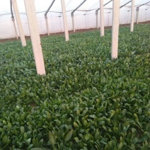 名门菠菜