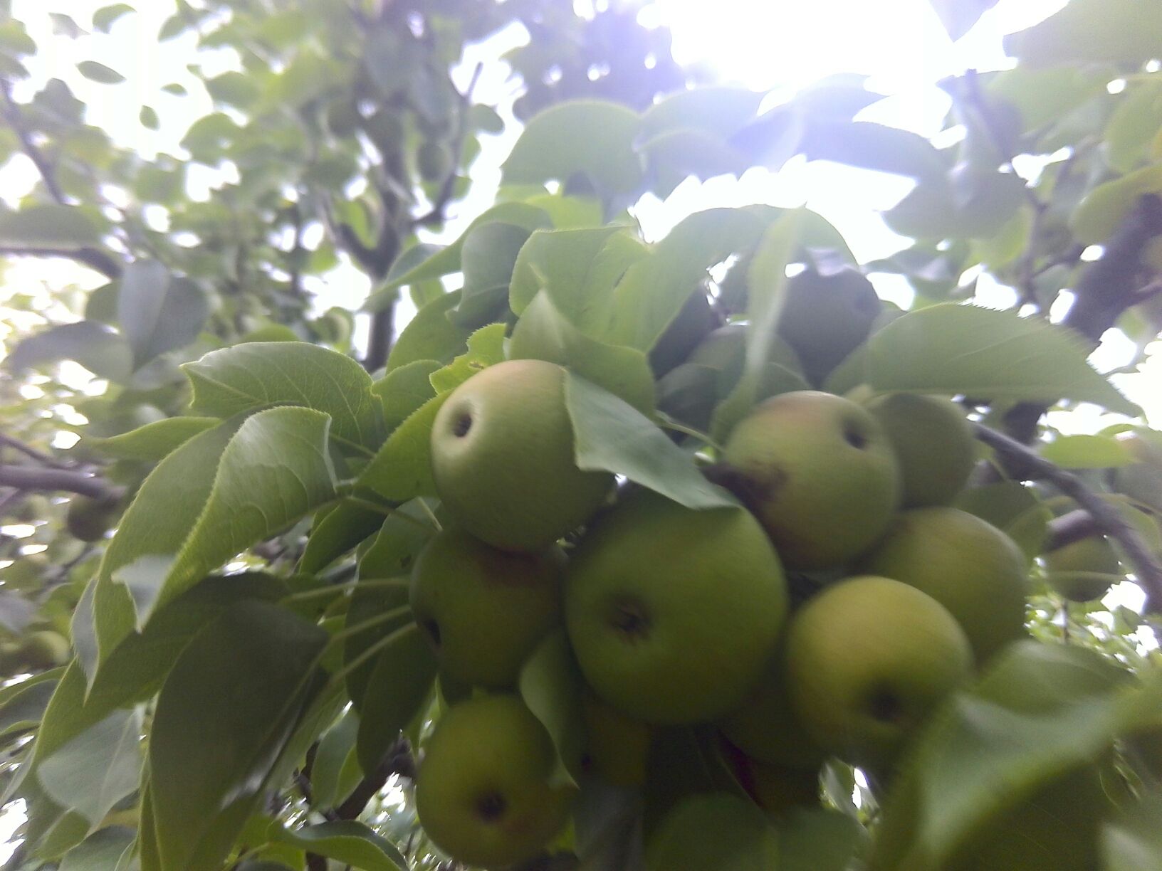 遵化酸梨果园实景图