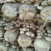 菌棒