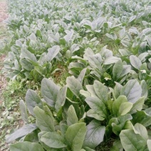 大叶菠菜15~20厘米