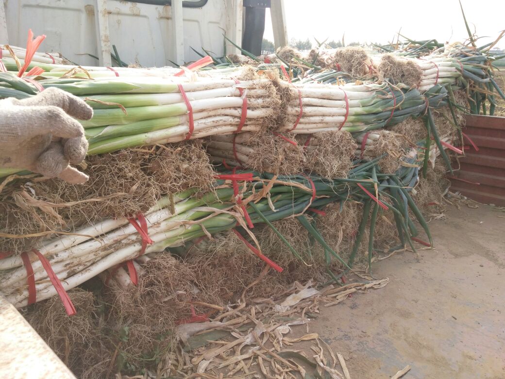 工人在福建某农业合作社的加工车间内对 freshly harvested 大葱进行清洗、去叶、分级和捆扎,流水线上摆放着不同规格的章丘大葱,背景有冷链运输车辆待装,墙上张贴着GAP认证标识和出口标准说明 福建大葱采收与分级包装现场