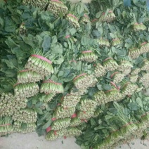 大叶菠菜25~30厘米