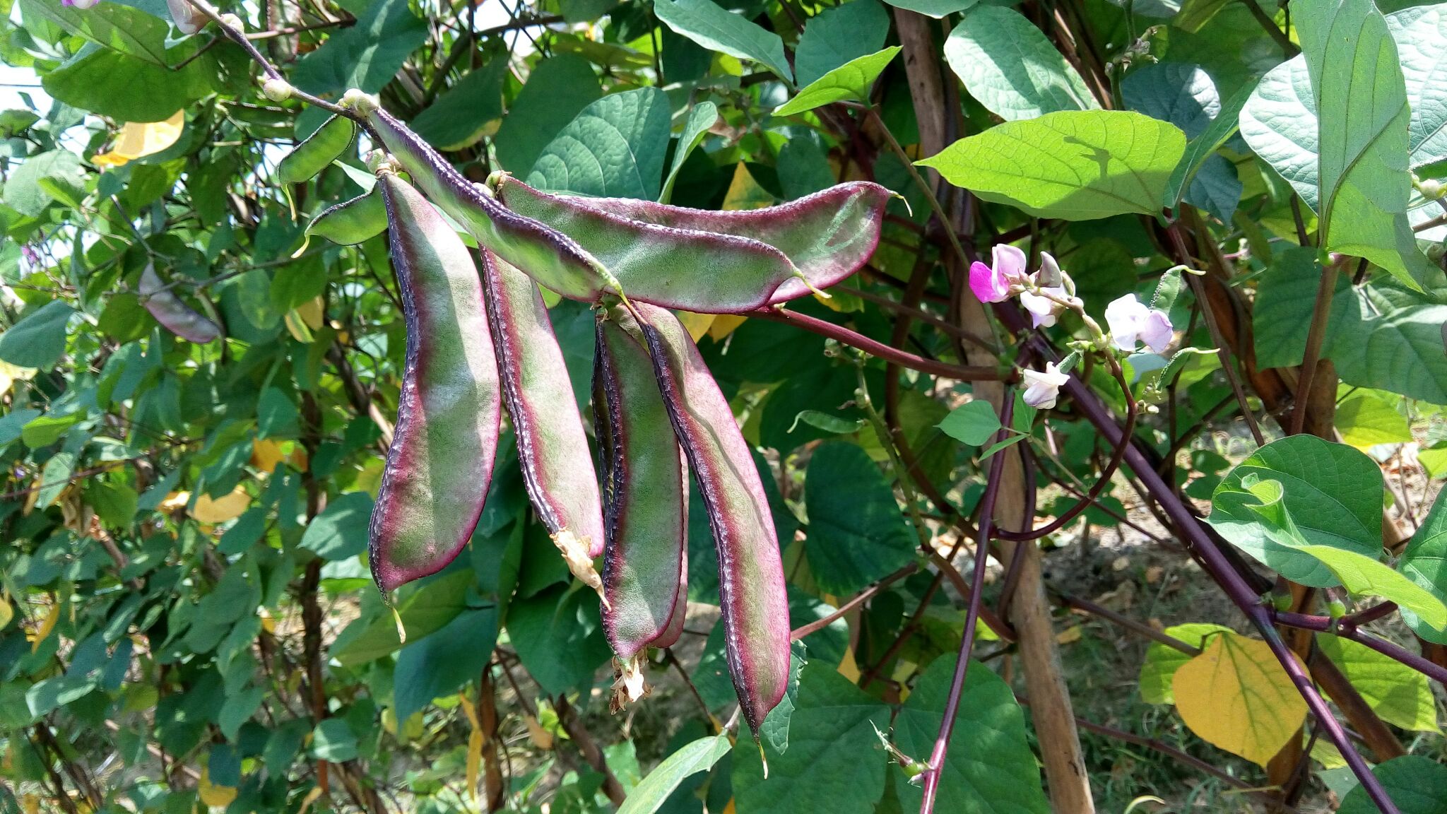 左侧为扁豆(Lablab purpureus)植株,展示其大型三出复叶与紫色蝶形花;右侧为四季豆(Phaseolus vulgaris)植株,叶片较小,花朵白色或淡紫色,结荚密集。背景为田间生长环境,突出两种植物在株型、叶形和花序上的明显差异 扁豆与四季豆植株对比图