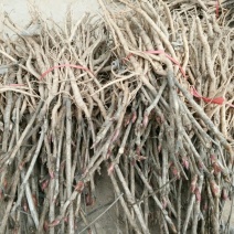 油牡丹苗20~30cm