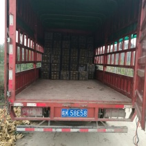 晚秋黄梨450~500g筐装
