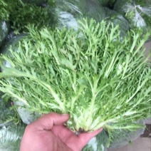 苦菊