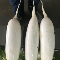 白萝卜