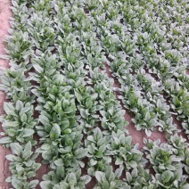 菠菜25~30厘米