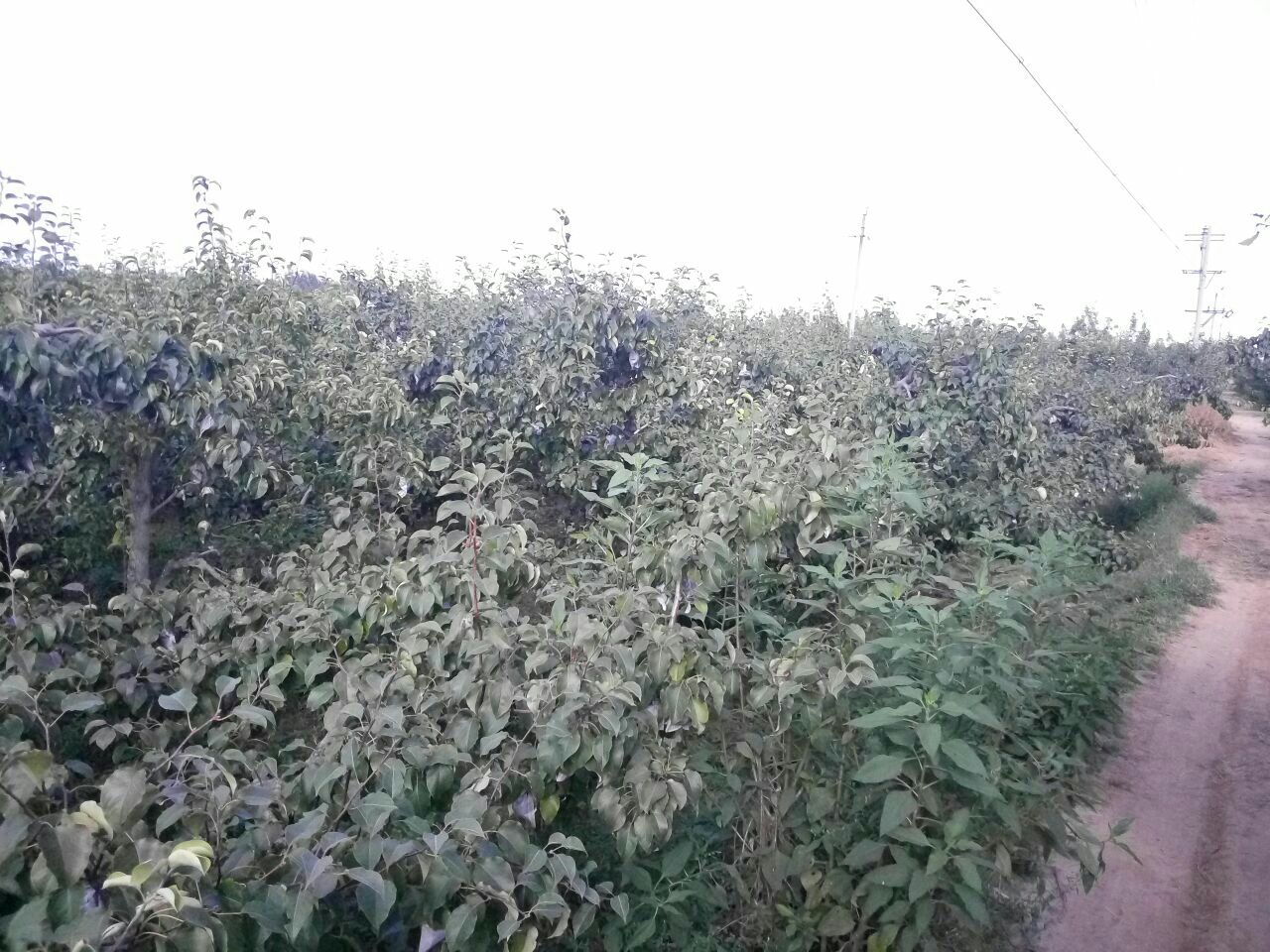 一片绿意盎然的鸭梨果园,成排的梨树挂满青黄色果实,阳光透过树叶洒落,农民正在田间检查果实生长情况,背景可见远处的山丘和蓝天 鸭梨果园实景图