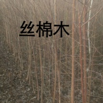 丝棉木2~4米