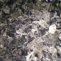 黑木耳一级