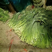 金乡红毛蒜薹50~60厘米冷库蒜薹货源充足