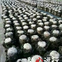 干木耳特级