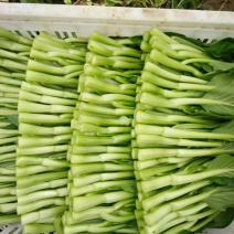菜苔