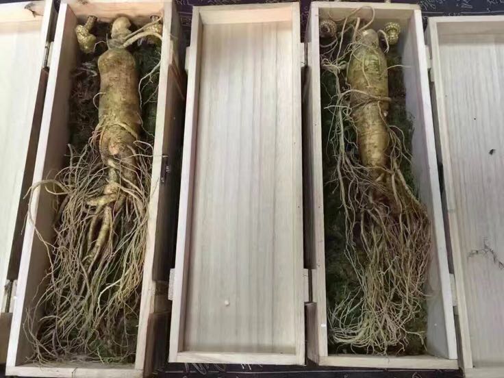 鲜参的正确保存方法