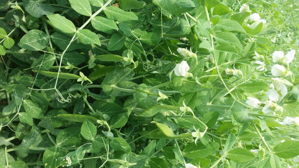 豌豆植株与花部结构示意图
