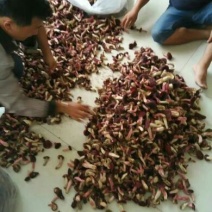红菇0.1%1%一级5~8cm