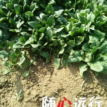 黑叶菠菜15~20厘米
