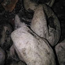 柿饼1~2两