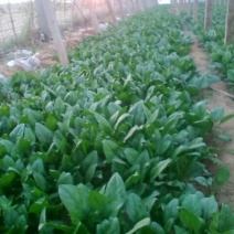 大叶菠菜20~25厘米