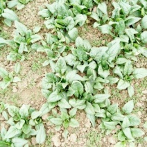 菠菜10~15厘米