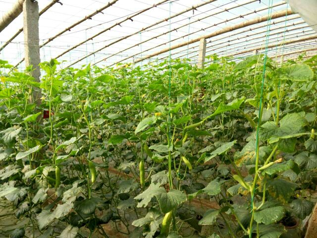 温室中种植的小黄瓜植株