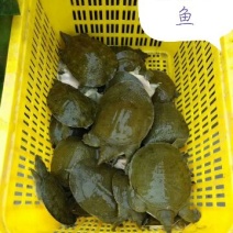 生态甲鱼1.5~2斤